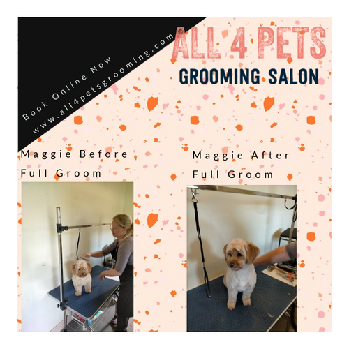 Boss Dog Grooming Pet Grooming in Geelong West VIC Oneflare