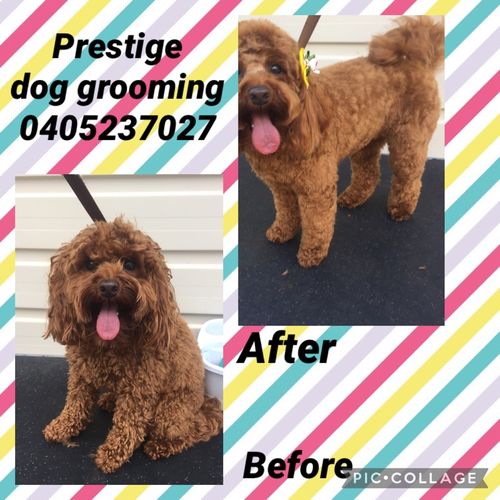 Prestige mobile best sale dog grooming