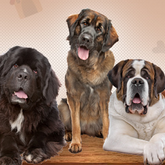 Business Profile Avatar