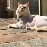 Business Profile Avatar