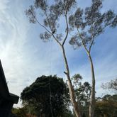 Business Profile Avatar