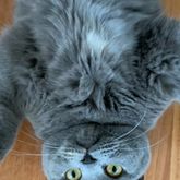 Business Profile Avatar