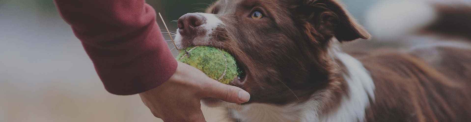 Help! My dog is jumping, barking, chewing & digging!  Teamwork Dogs -  Training a great family dog - Taigum, Caboolture