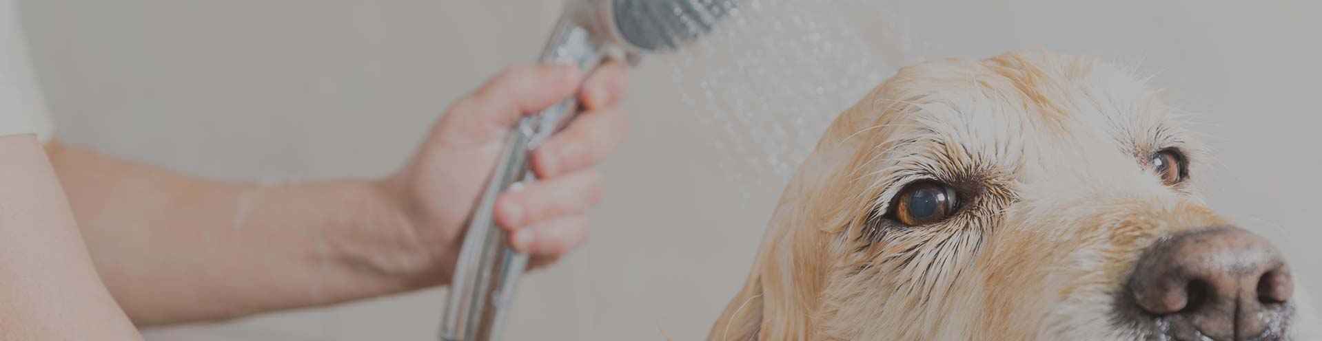 Dog grooming hot sale western suburbs